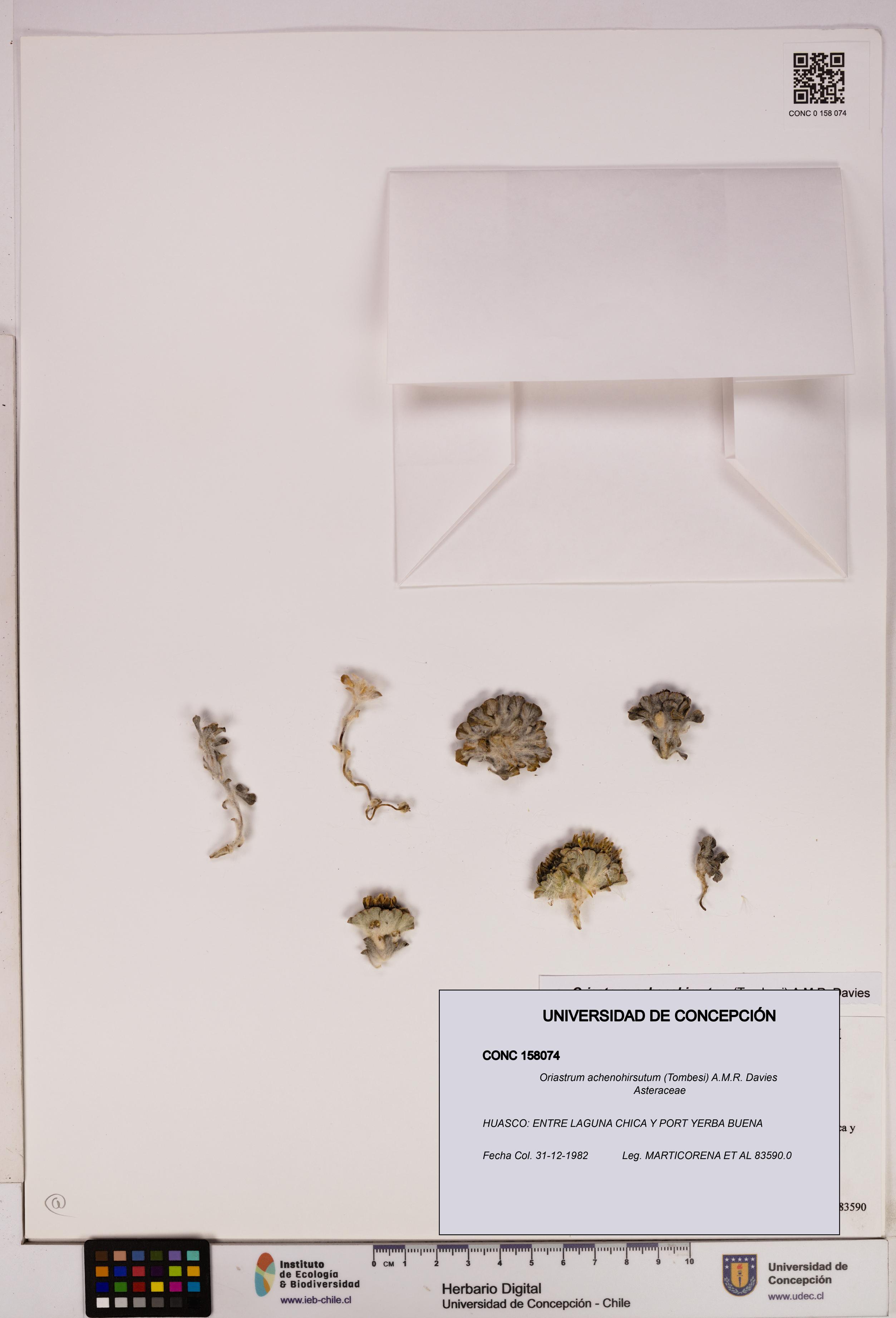 Oriastrum achenohirsutum [Espécimen: UDEC:CONC:0158074]