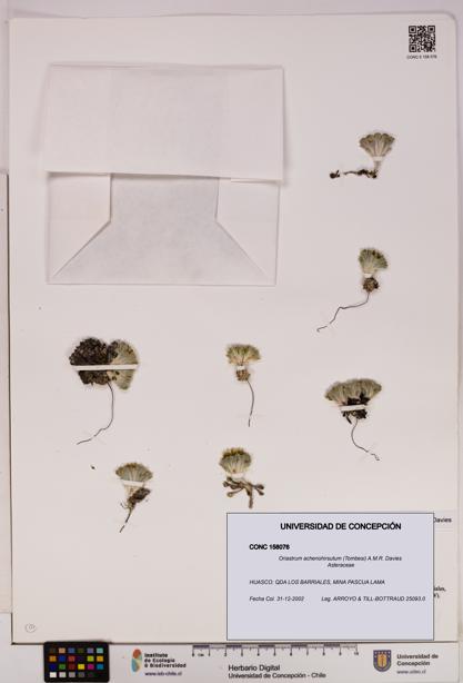 Oriastrum achenohirsutum [Espécimen: UDEC:CONC:0158076]