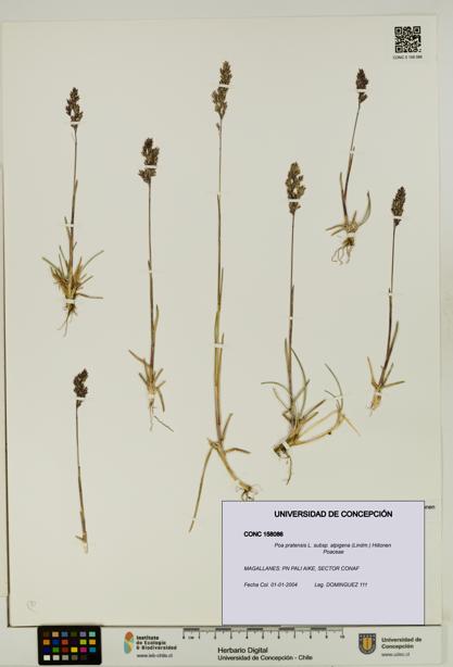 Poa pratensis [Espécimen: UDEC:CONC:0158086]