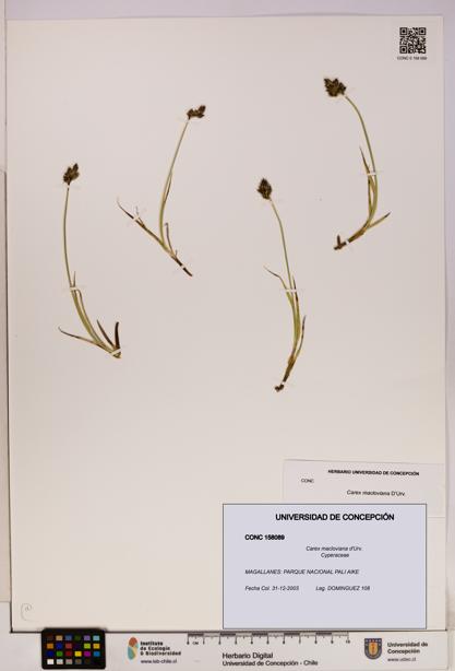 Carex macloviana [Espécimen: UDEC:CONC:0158089]