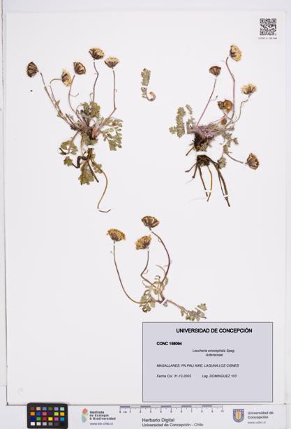 Leucheria eriocephala [Espécimen: ]