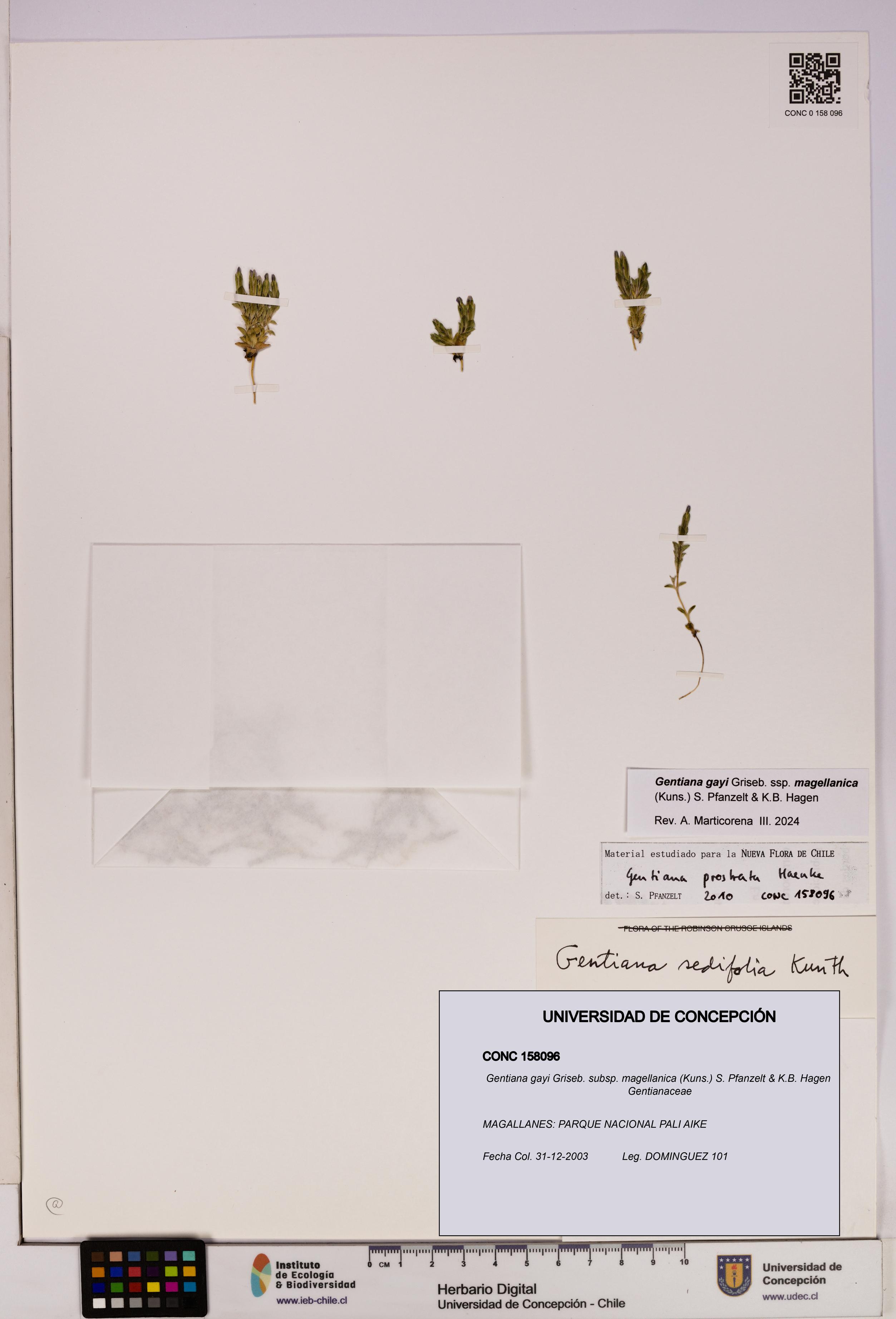 Gentiana gayi [Espécimen: UDEC:CONC:0158096]
