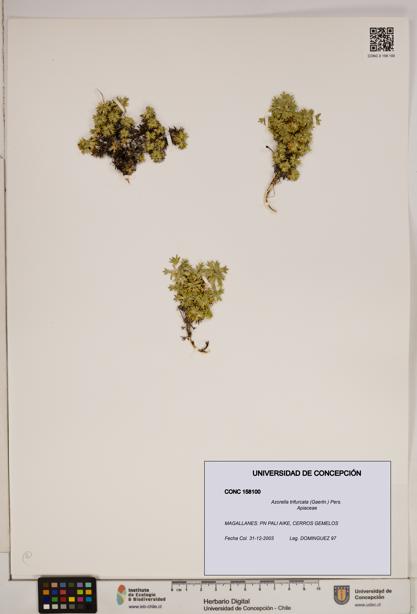 Azorella trifurcata [Espécimen: ]