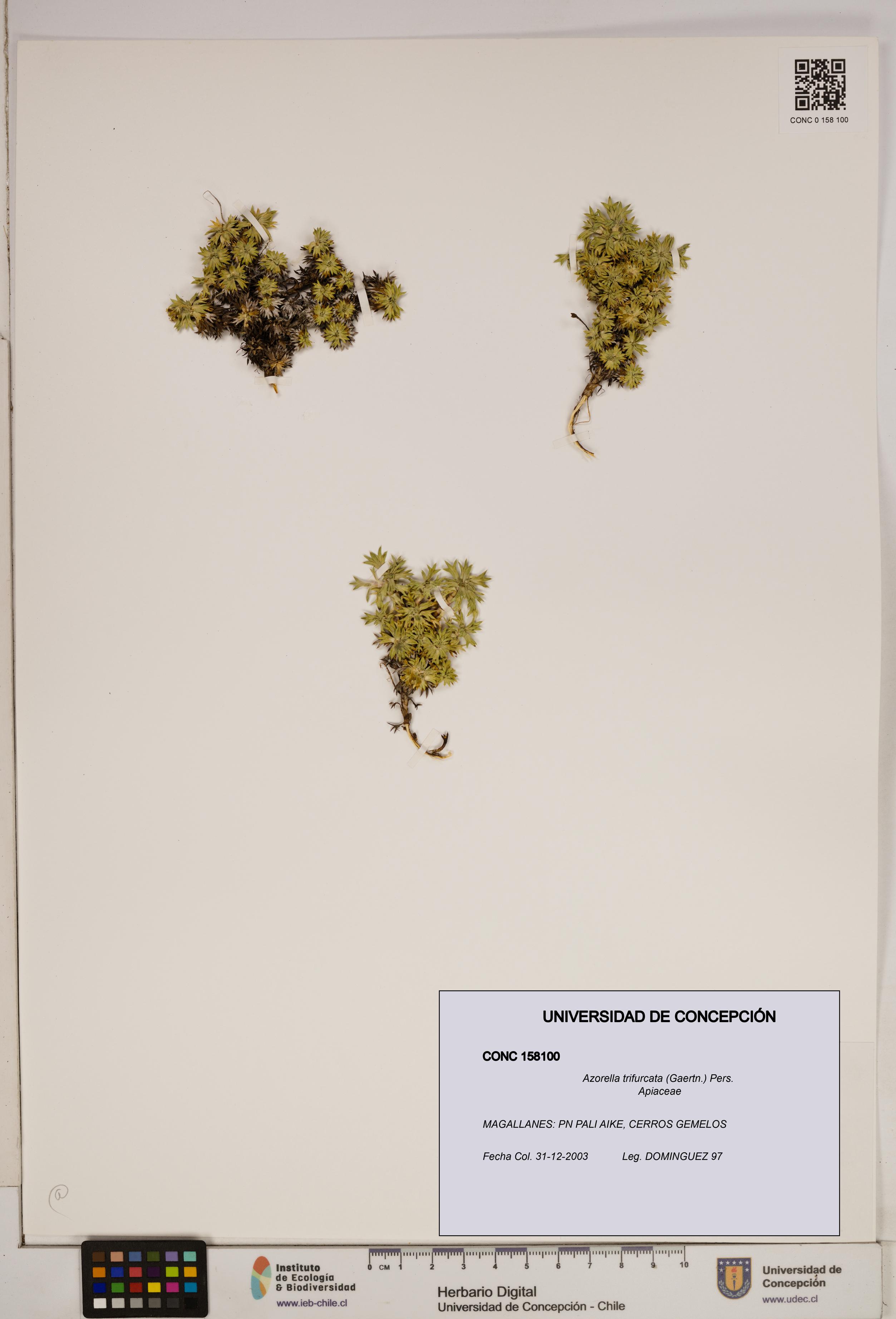 Azorella trifurcata [Espécimen: ]