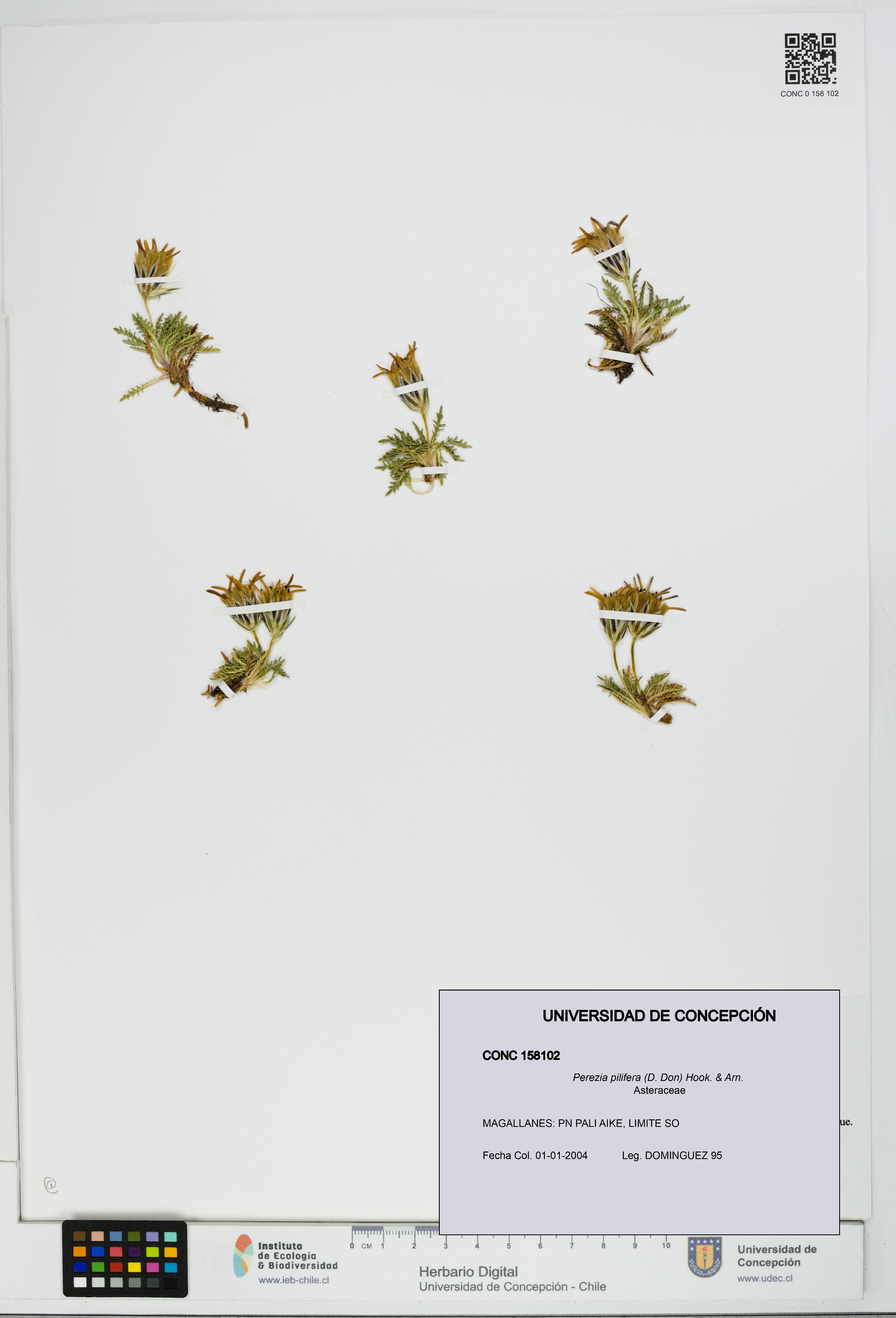 Perezia pilifera [Espécimen: UDEC:CONC:0158102]