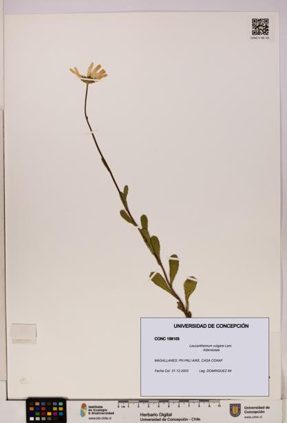 Leucanthemum vulgare [Espécimen: UDEC:CONC:0158103]