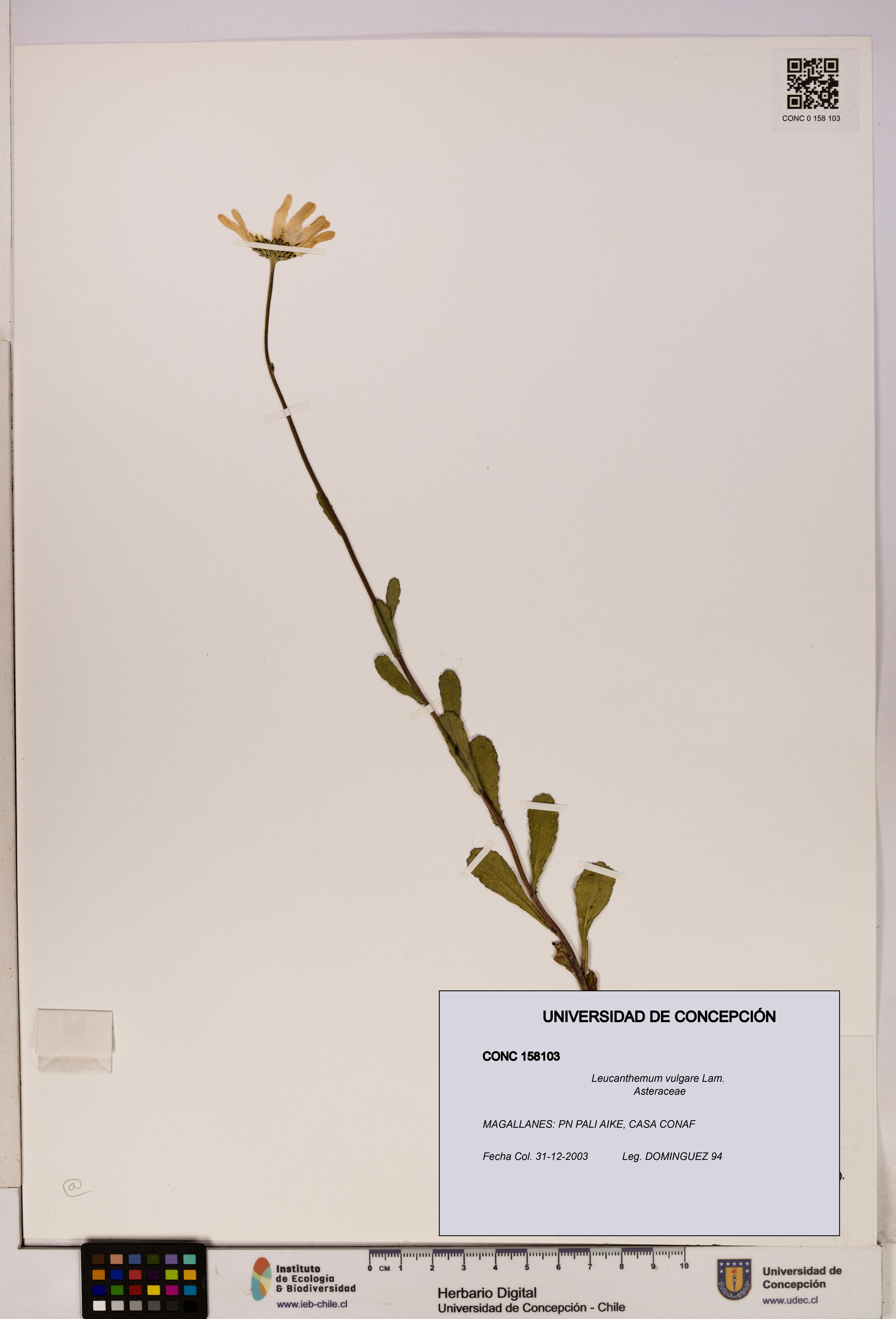 Leucanthemum vulgare [Espécimen: UDEC:CONC:0158103]
