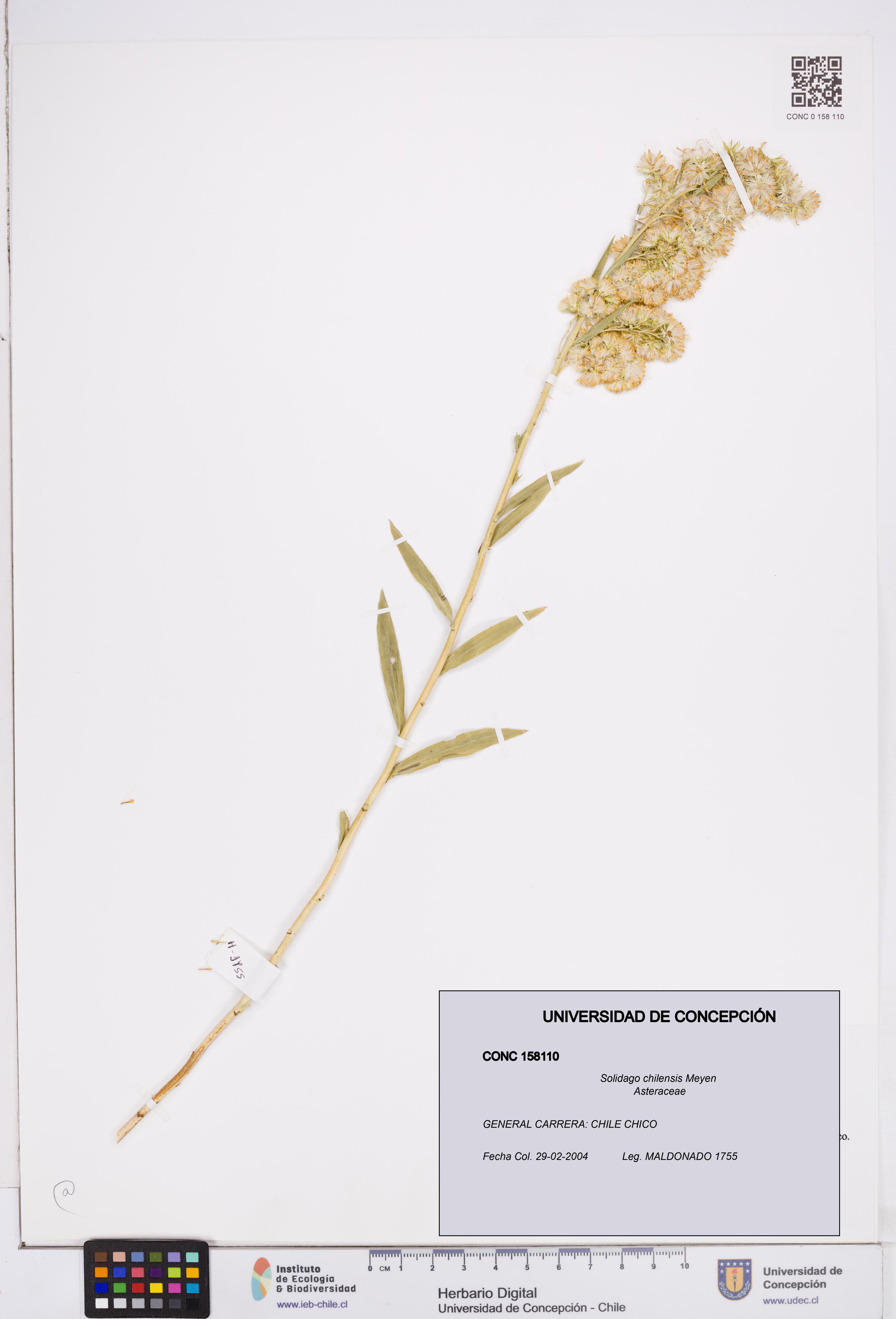 Solidago chilensis [Espécimen: ]
