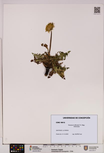 Taraxacum officinale [Espécimen: UDEC:CONC:0158112]