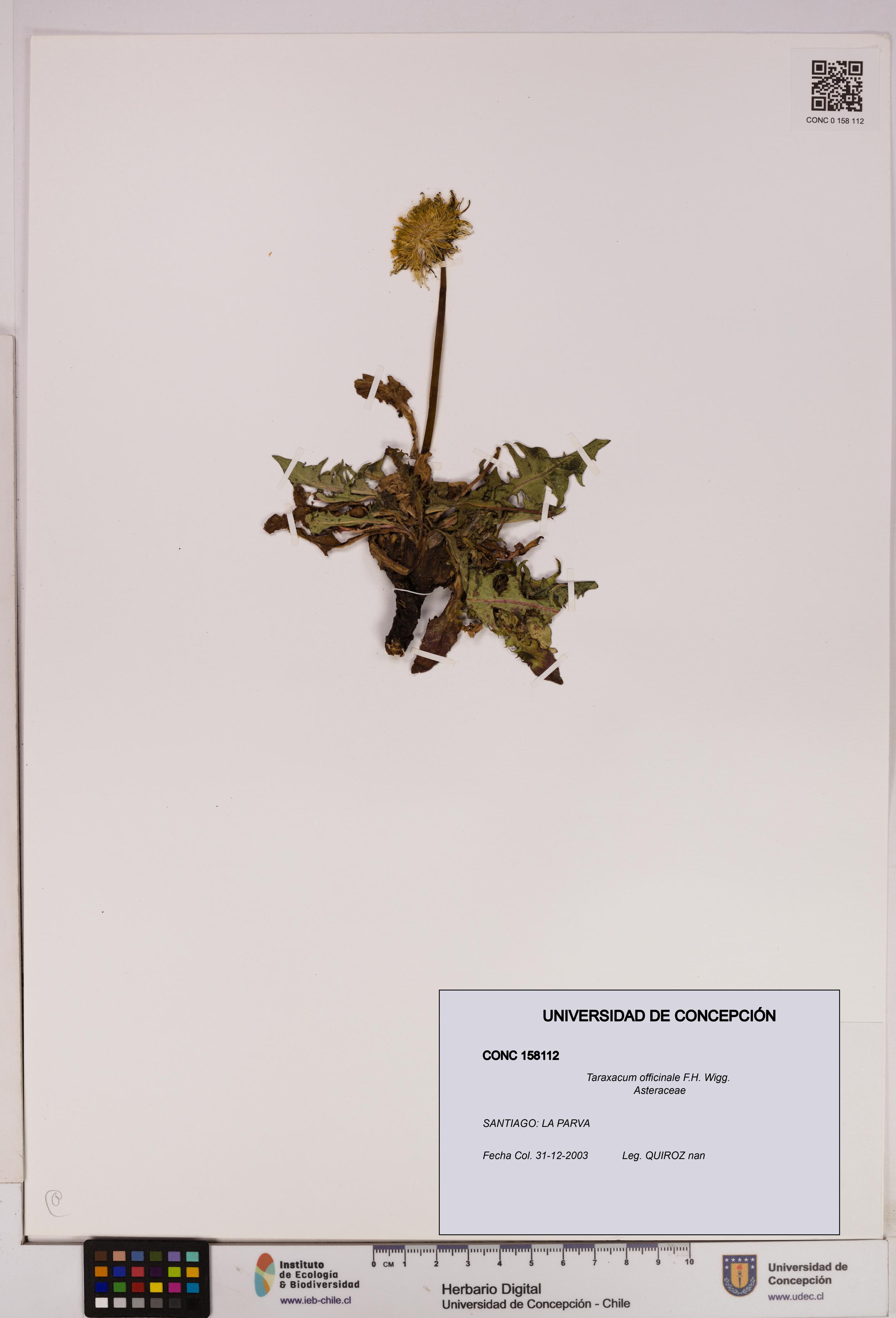 Taraxacum officinale [Espécimen: UDEC:CONC:0158112]
