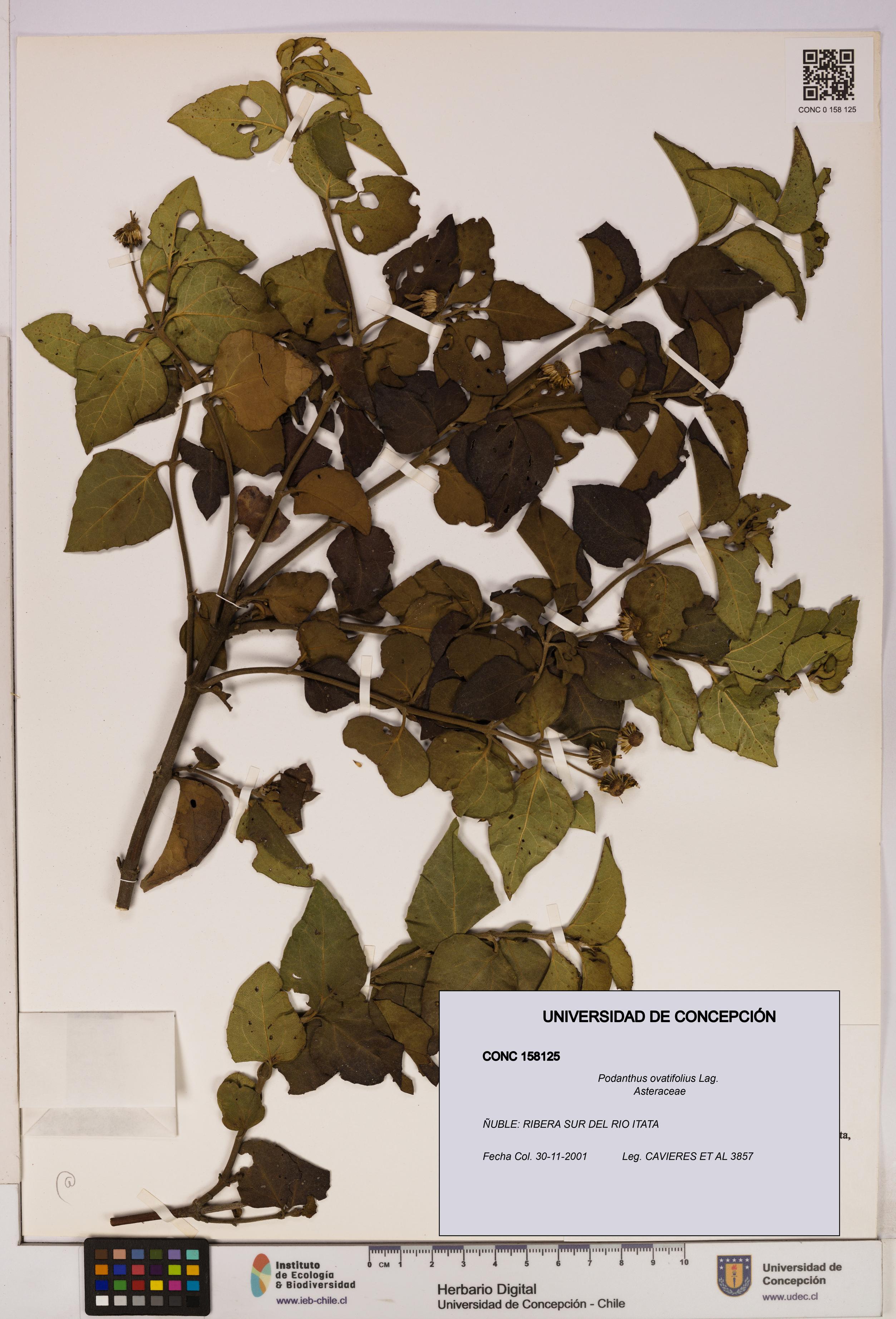 Podanthus ovatifolius [Espécimen: ]