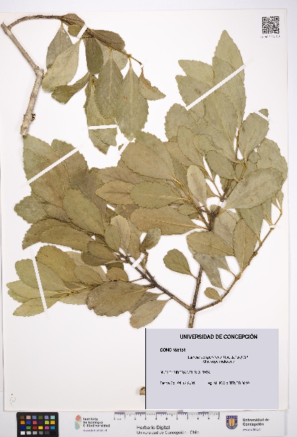 Laurelia sempervirens [Espécimen: UDEC:CONC:0158131]