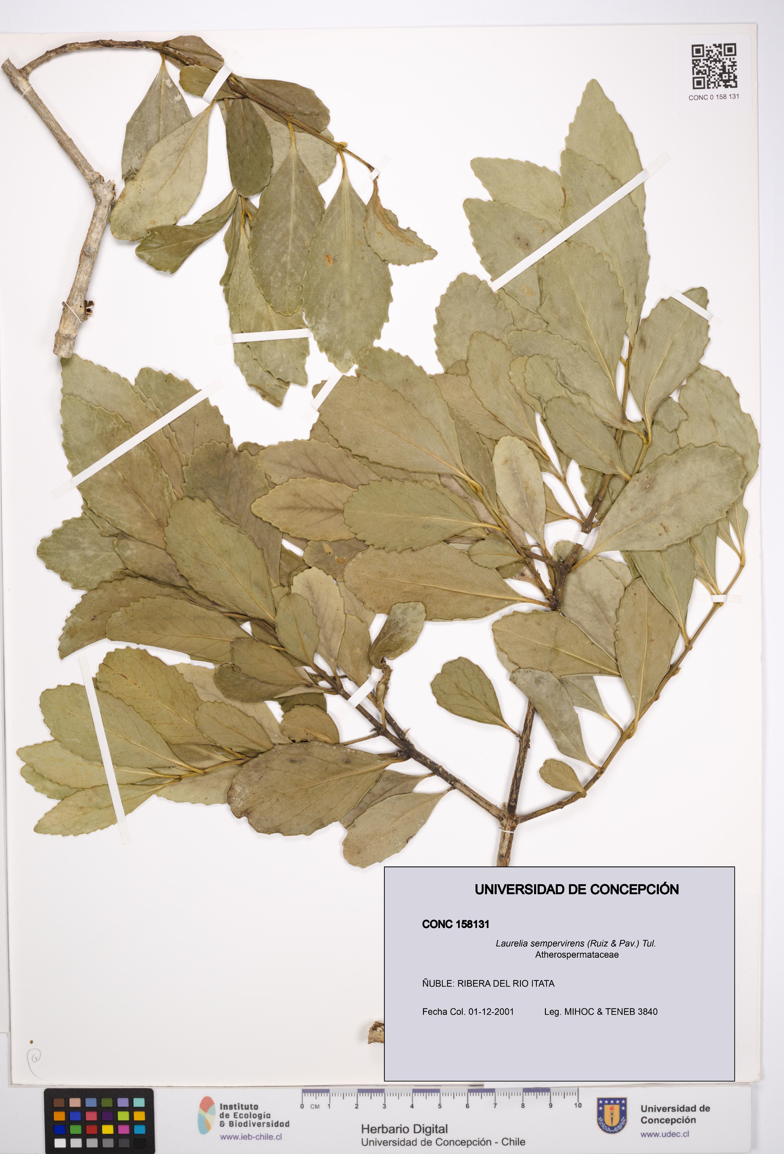 Laurelia sempervirens [Espécimen: UDEC:CONC:0158131]