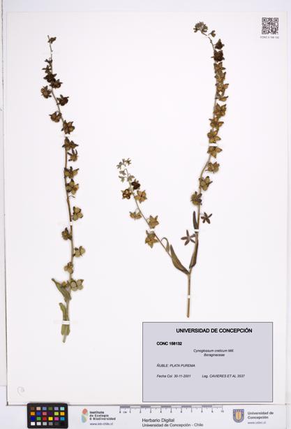 Cynoglossum creticum [Espécimen: ]