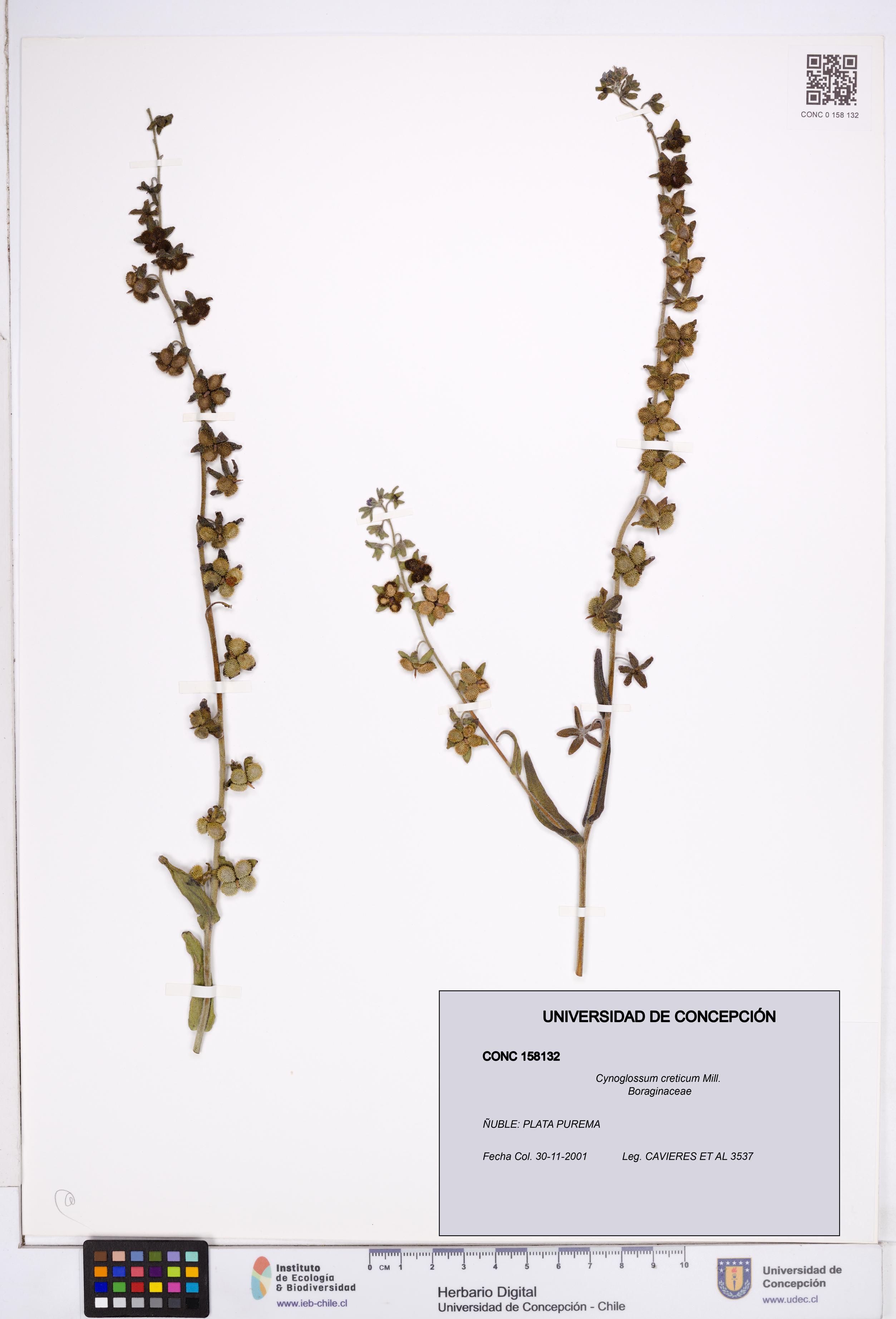 Cynoglossum creticum [Espécimen: ]