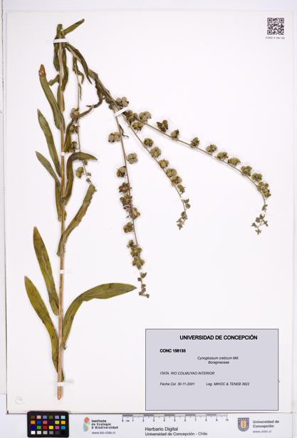 Cynoglossum creticum [Espécimen: ]
