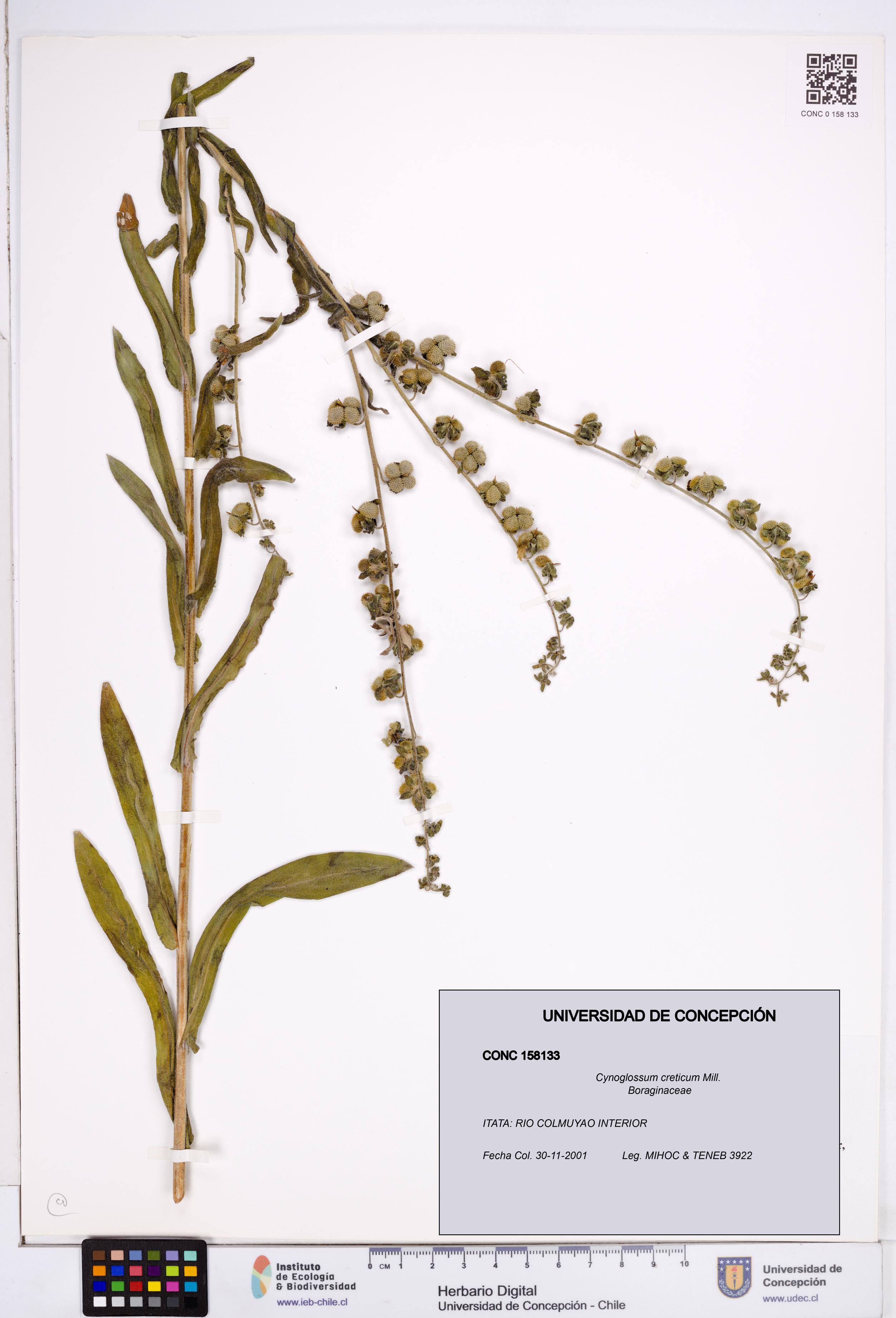 Cynoglossum creticum [Espécimen: ]