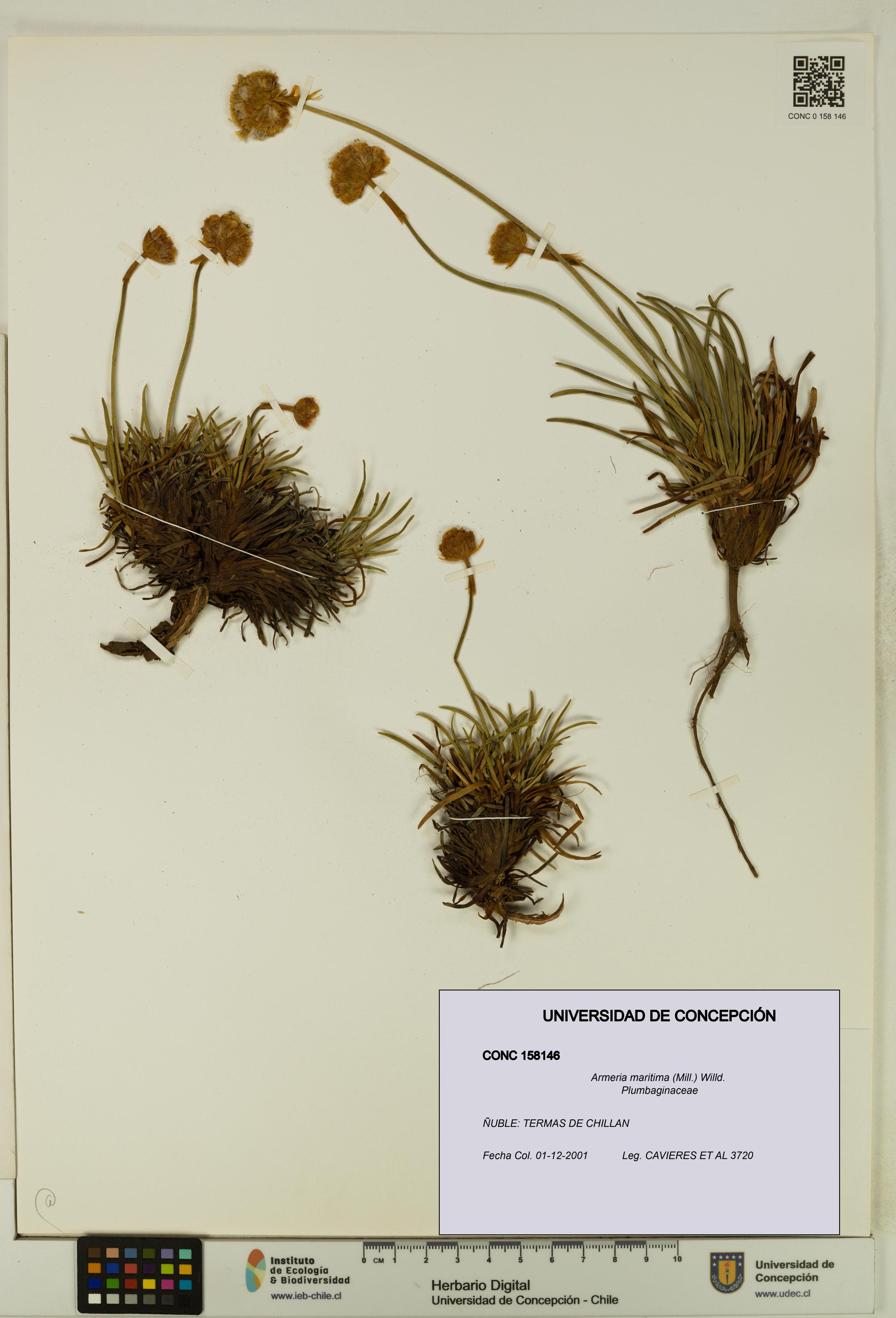 Armeria maritima [Espécimen: UDEC:CONC:0158146]