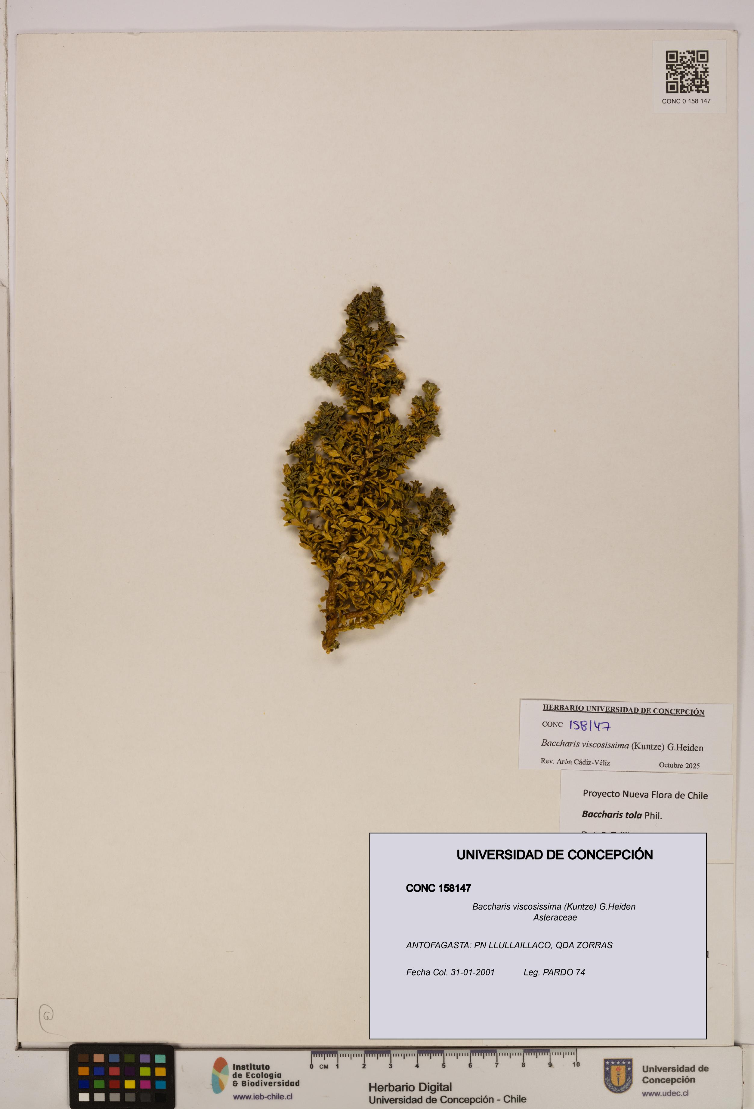 Baccharis tola [Espécimen: UDEC:CONC:0158147]