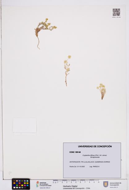 Cryptantha diffusa [Espécimen: ]
