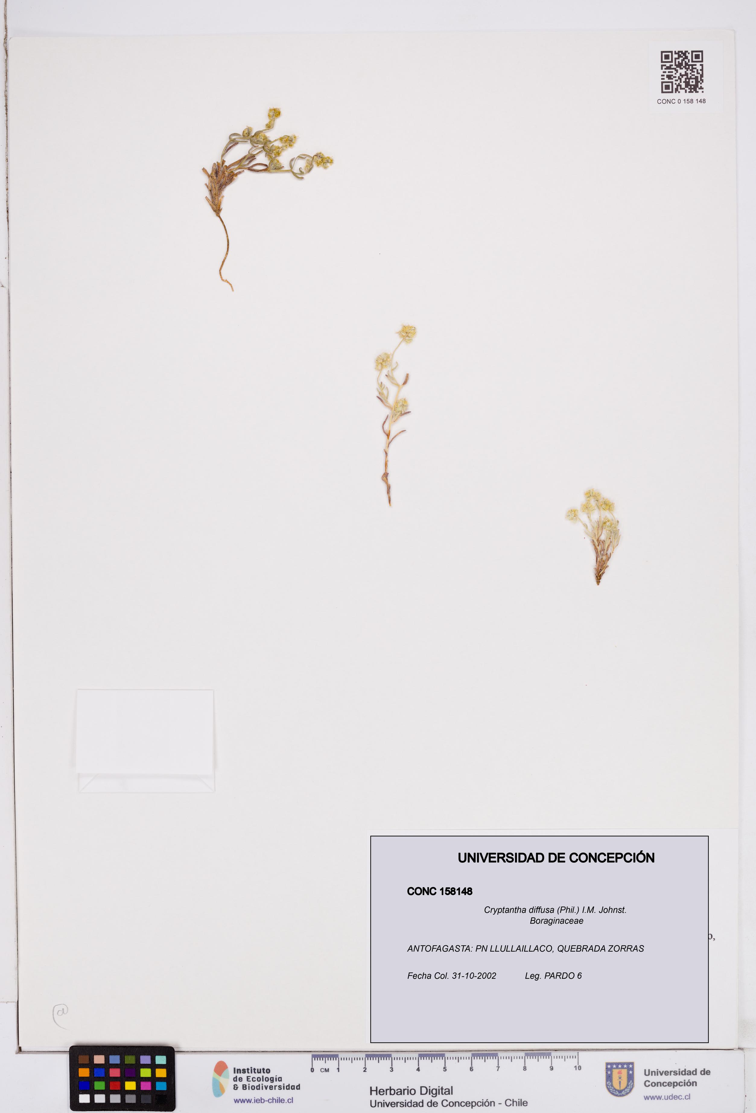 Cryptantha diffusa [Espécimen: ]