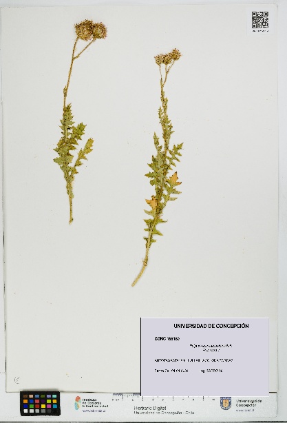 Polyachyrus carduoides [Espécimen: UDEC:CONC:0158160]