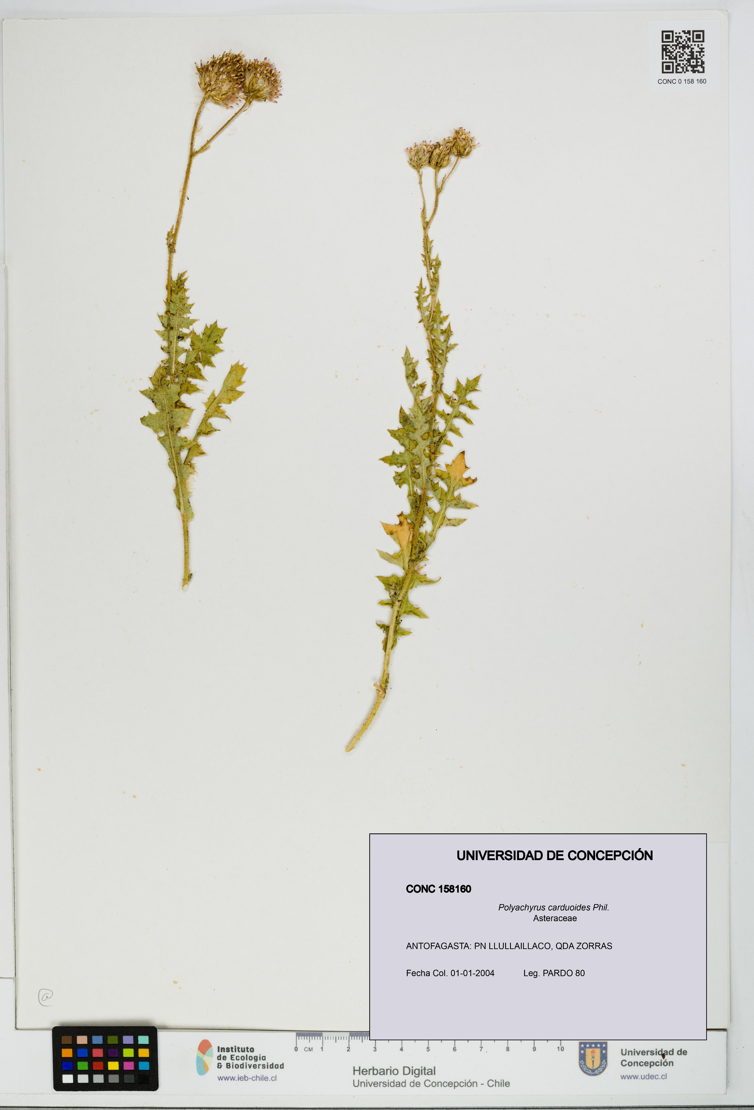 Polyachyrus carduoides [Espécimen: UDEC:CONC:0158160]
