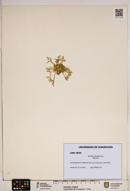 Azorella trifoliolata [Espécimen: ]