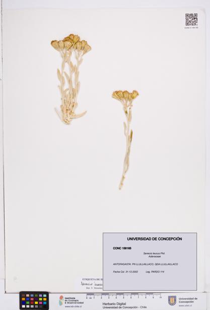 Senecio leucus [Espécimen: ]