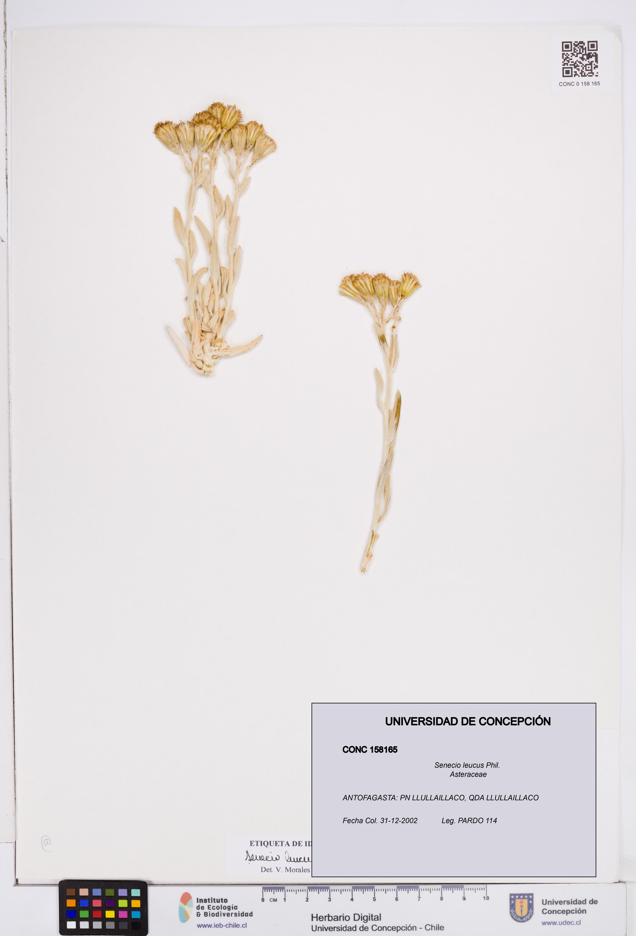 Senecio leucus [Espécimen: ]
