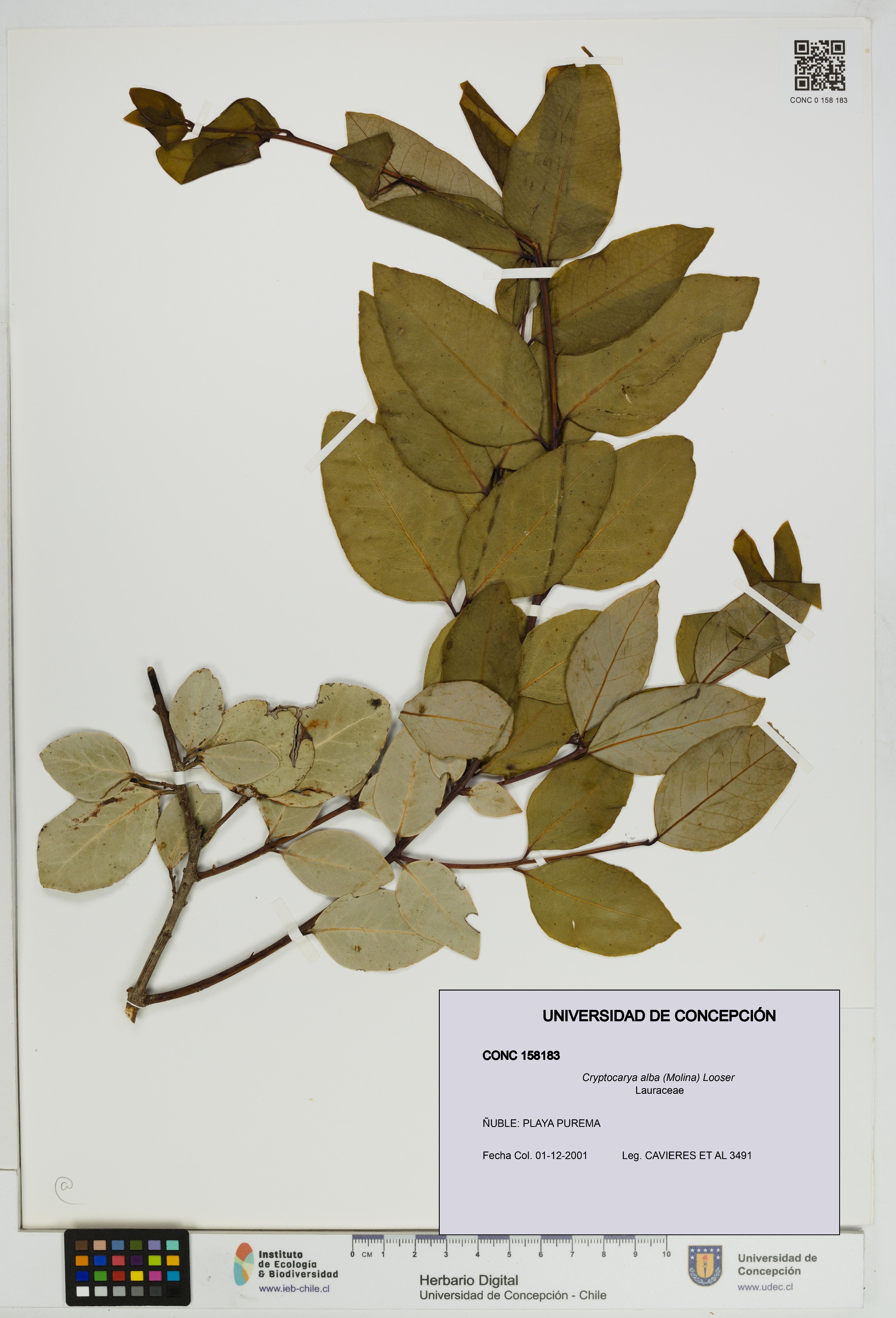 Cryptocarya alba [Espécimen: UDEC:CONC:0158183]