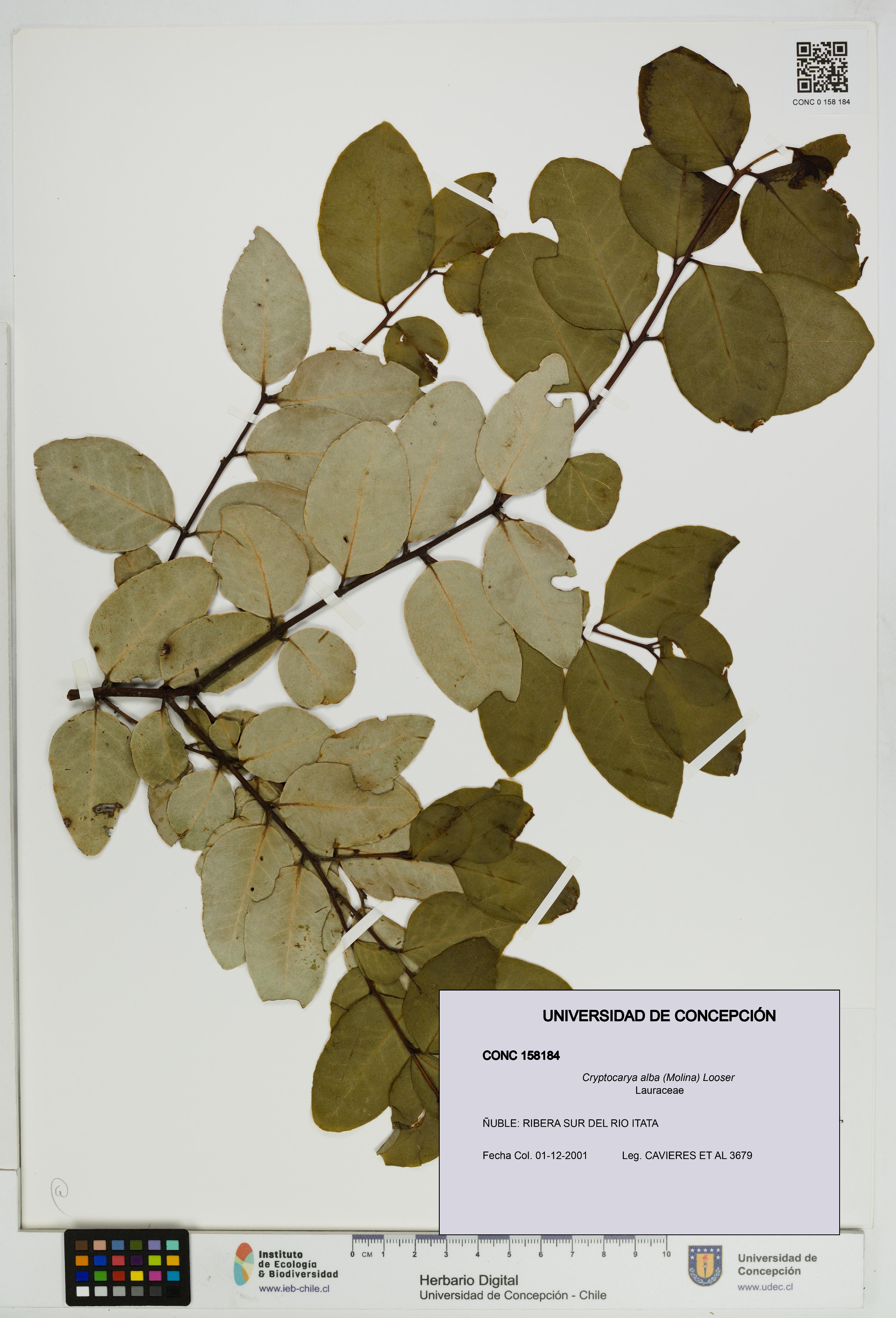 Cryptocarya alba [Espécimen: UDEC:CONC:0158184]