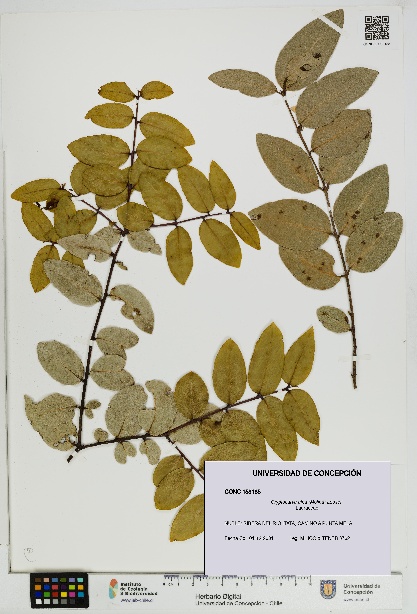 Cryptocarya alba [Espécimen: UDEC:CONC:0158185]