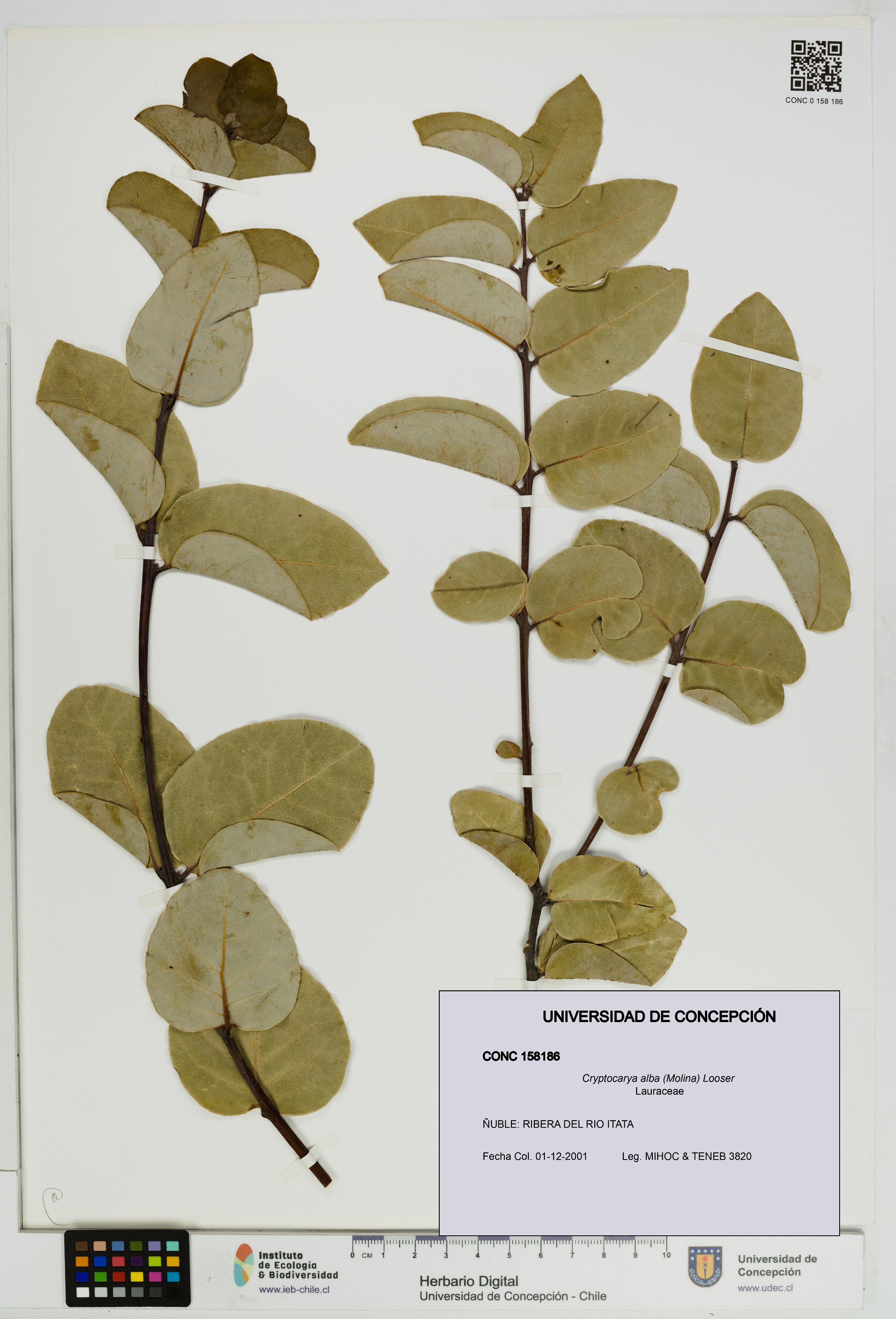 Cryptocarya alba [Espécimen: UDEC:CONC:0158186]