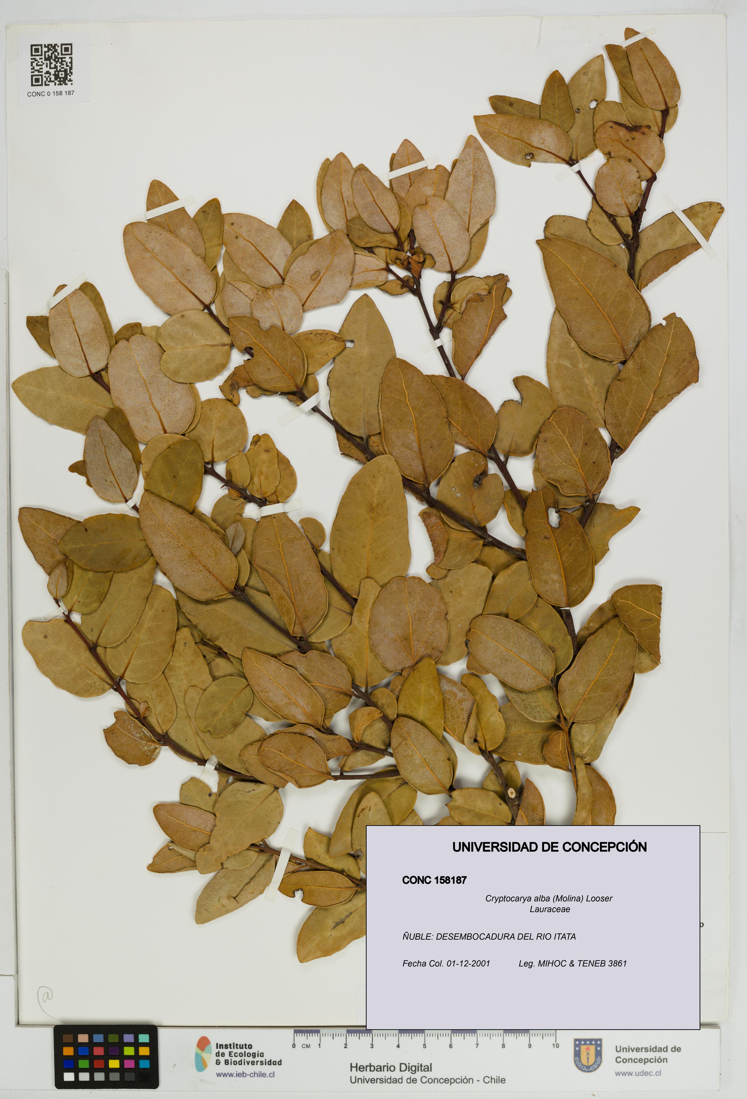 Cryptocarya alba [Espécimen: UDEC:CONC:0158187]