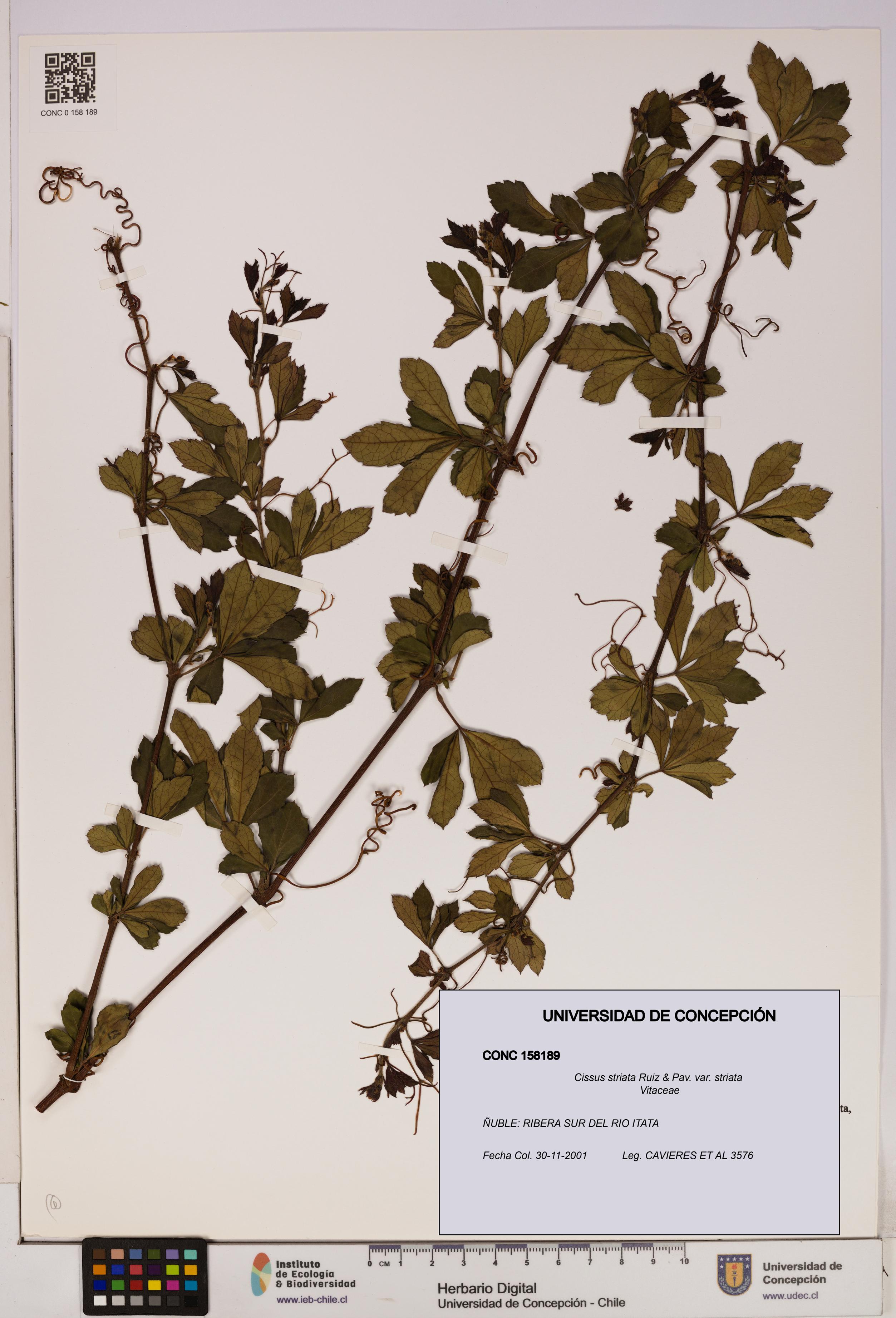 Cissus striata var. striata [Espécimen: UDEC:CONC:0158189]