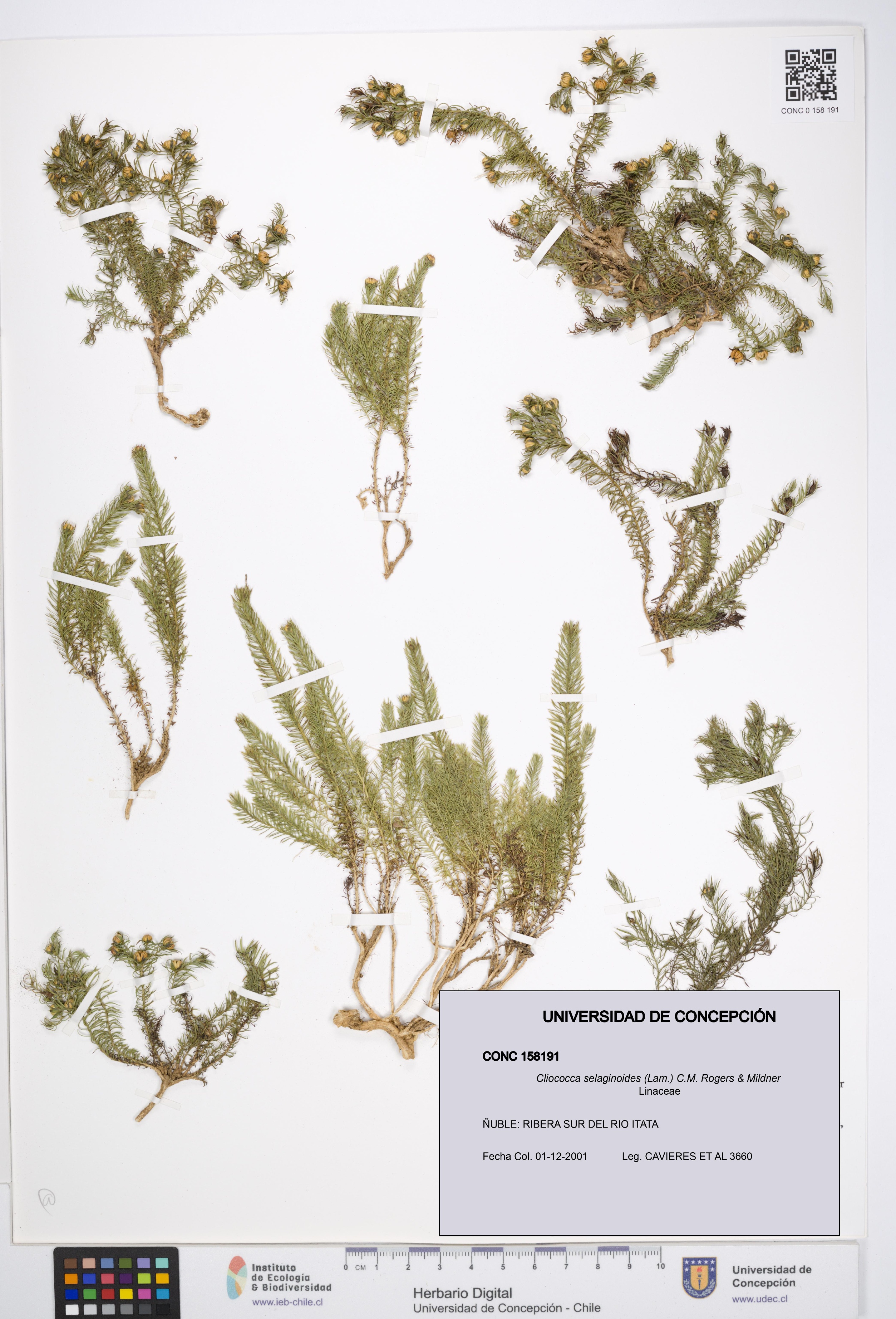 Cliococca selaginoides [Espécimen: UDEC:CONC:0158191]