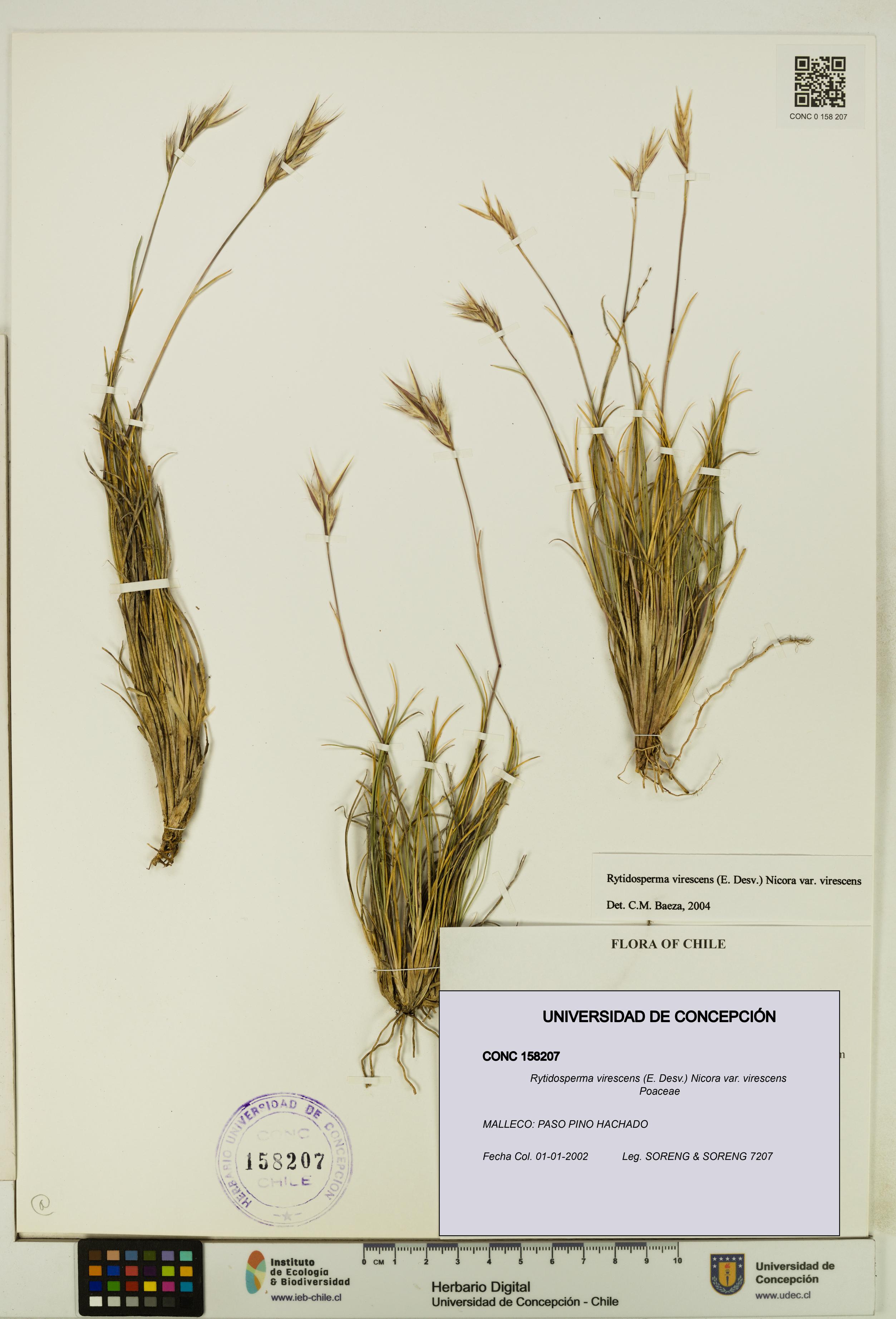 Rytidosperma virescens var. virescens [Espécimen: UDEC:CONC:0158207]