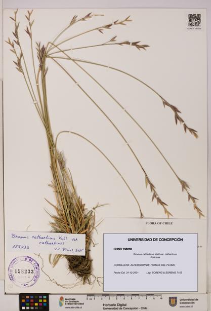 Bromus catharticus [Espécimen: UDEC:CONC:0158233]