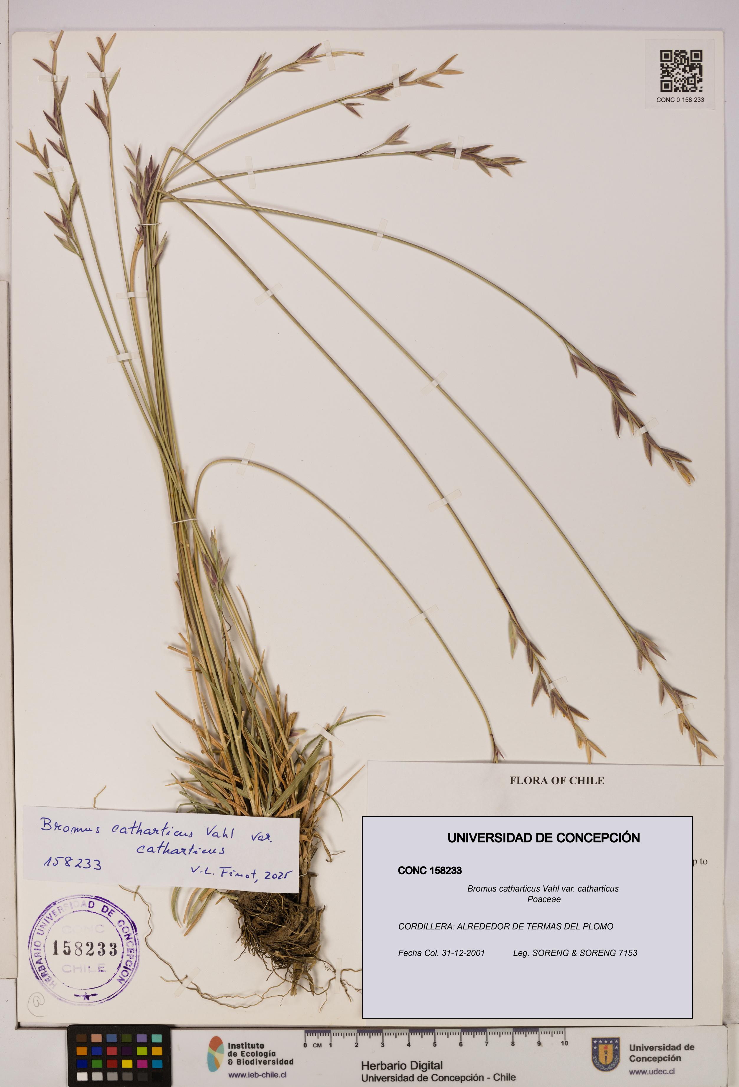 Bromus catharticus [Espécimen: UDEC:CONC:0158233]