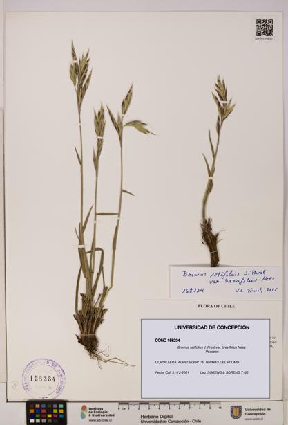 Bromus setifolius var. brevifolius [Espécimen: UDEC:CONC:0158234]