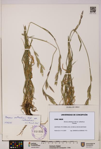 Bromus catharticus [Espécimen: UDEC:CONC:0158235]