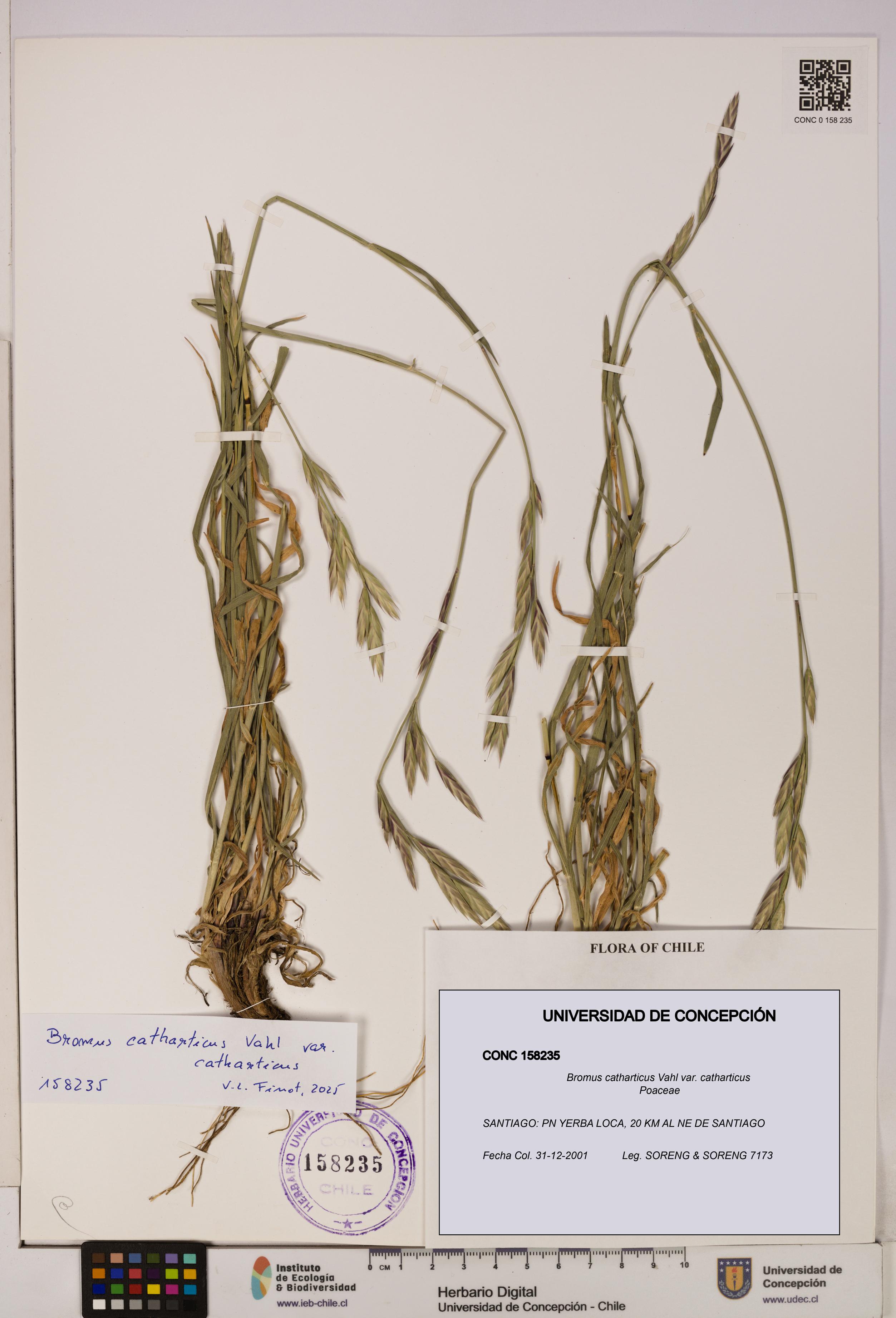 Bromus catharticus [Espécimen: UDEC:CONC:0158235]