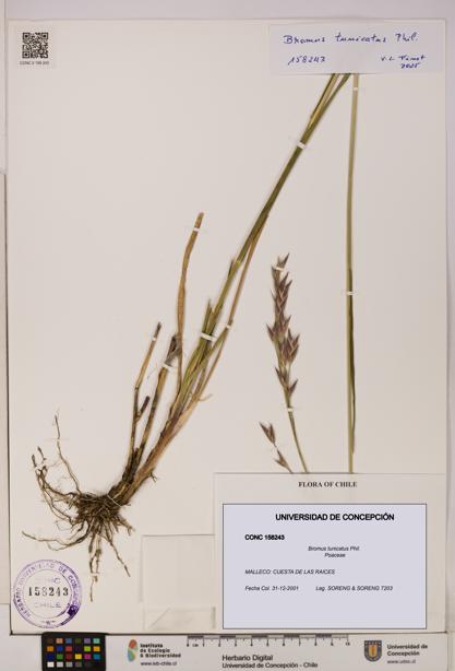 Bromus tunicatus [Espécimen: UDEC:CONC:0158243]