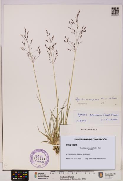 Agrostis perennans [Espécimen: UDEC:CONC:0158244]