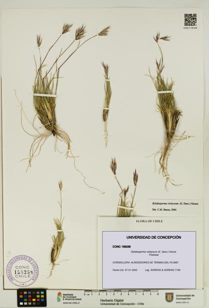 Rytidosperma violaceum [Espécimen: UDEC:CONC:0158258]