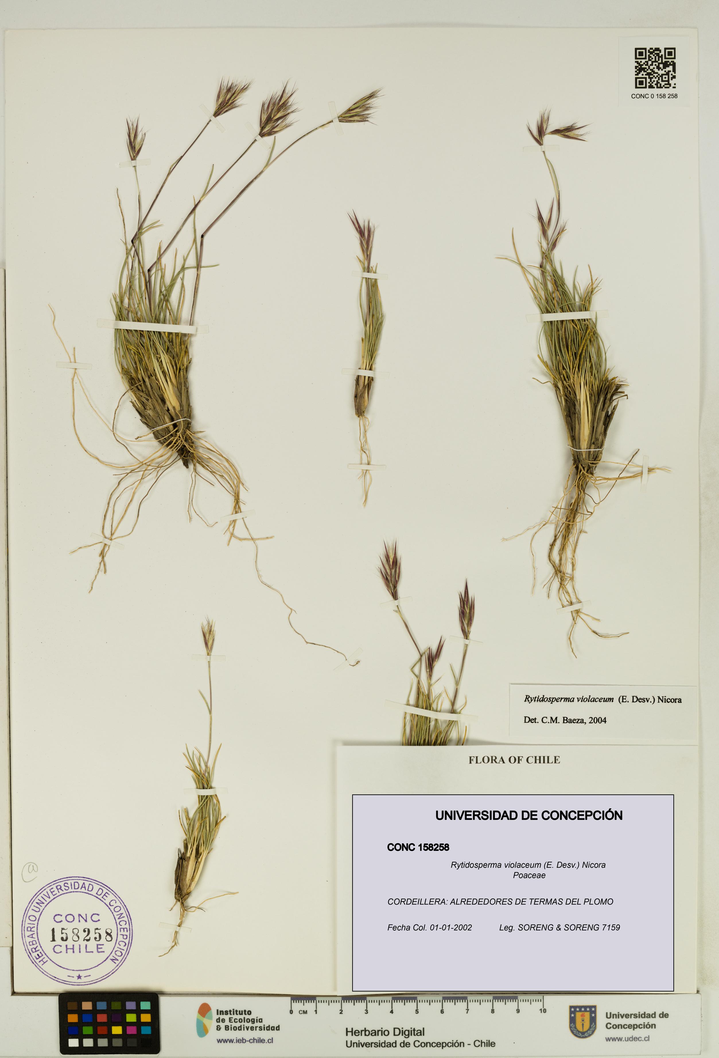 Rytidosperma violaceum [Espécimen: UDEC:CONC:0158258]