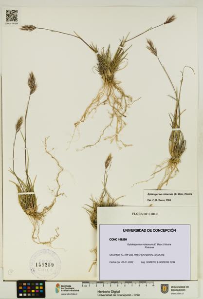 Rytidosperma violaceum [Espécimen: UDEC:CONC:0158259]