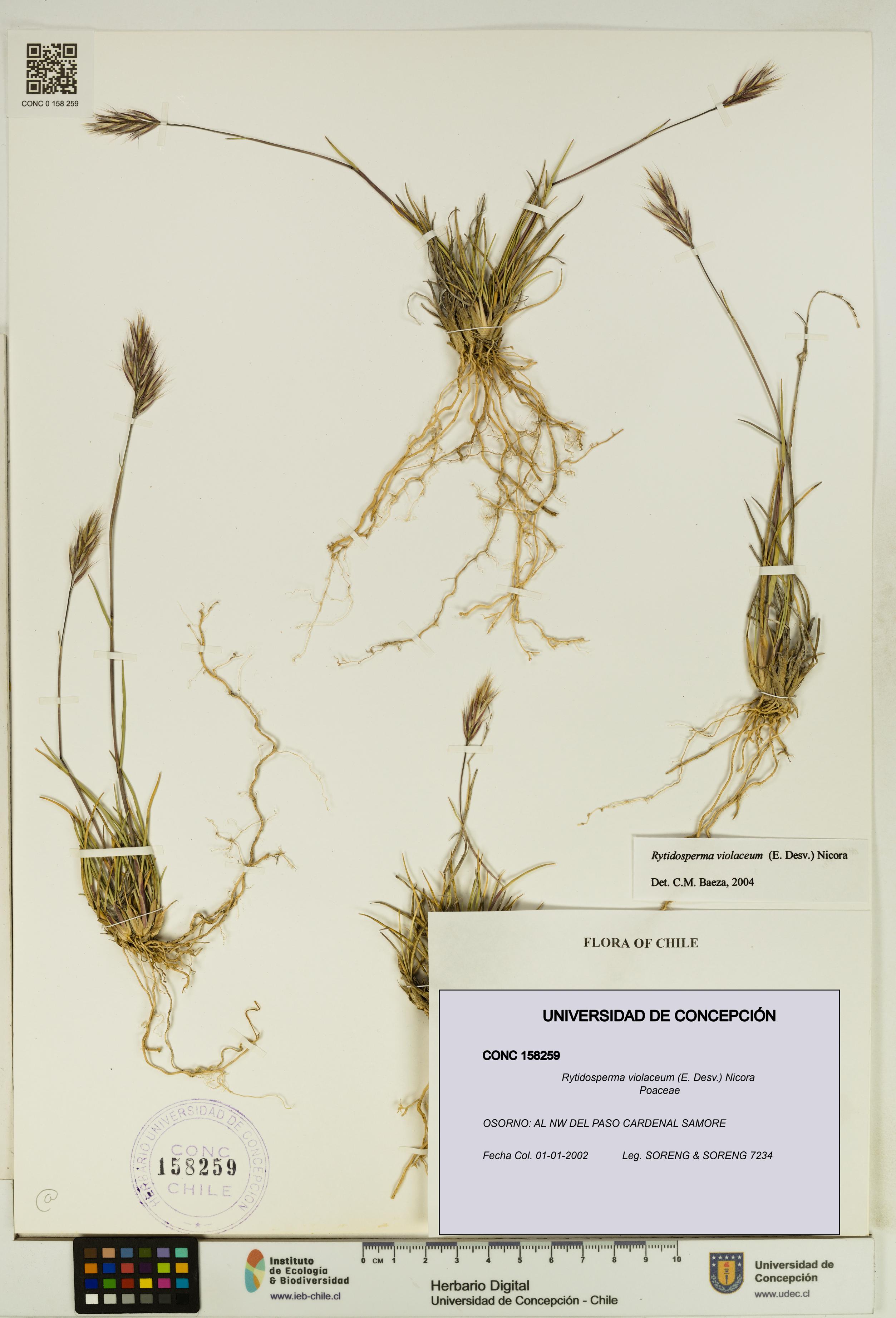 Rytidosperma violaceum [Espécimen: UDEC:CONC:0158259]