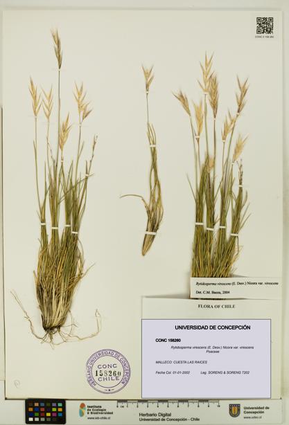 Rytidosperma virescens var. virescens [Espécimen: UDEC:CONC:0158260]